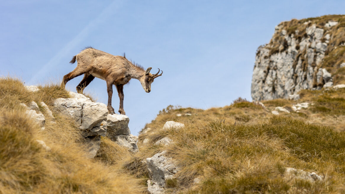 chamois, monte altissimo © alexander la gumina